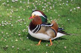 Attēlu rezultāti vaicājumam “Aix galericulata”