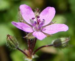 Attēlu rezultāti vaicājumam “Erodium cicutarium”