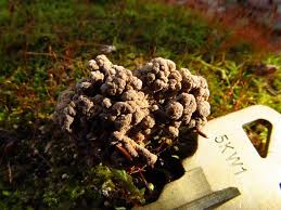 Attēlu rezultāti vaicājumam “Ionomidotis irregularis”