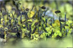 Attēlu rezultāti vaicājumam “Chaenotheca chrysocephala”