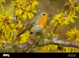 Attēlu rezultāti vaicājumam “Erithacus rubecula adult”