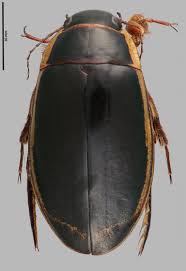 Attēlu rezultāti vaicājumam “Dytiscus dimidiatus”