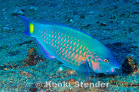 Image result for Scarus psittacus