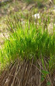 Attēlu rezultāti vaicājumam “Carex acuta”