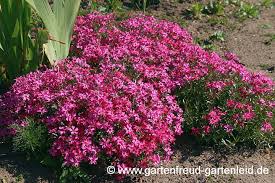 Image result for Phlox (großblumig)
