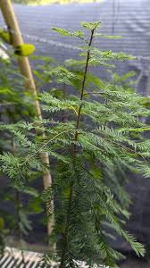 Attēlu rezultāti vaicājumam “Taxodium distichum”