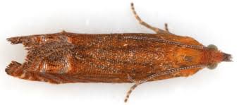 Attēlu rezultāti vaicājumam “Lathronympha strigana”