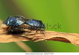 Attēlu rezultāti vaicājumam “Zicrona caerulea”