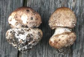 Attēlu rezultāti vaicājumam “Dictydiaethalium plumbeum young”