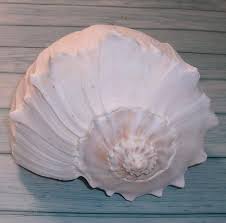 Image result for Sinistrofulgur perversum