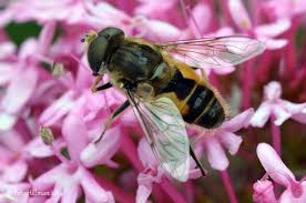 Attēlu rezultāti vaicājumam “Eristalis sp.”