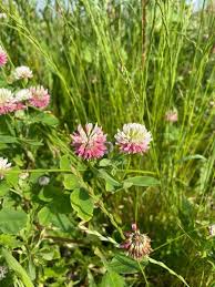 Attēlu rezultāti vaicājumam “Trifolium hybridum flower”