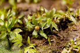 Attēlu rezultāti vaicājumam “Philonotis marchica macro”