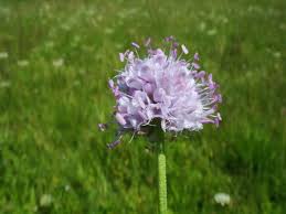 Image result for Succisella inflexa