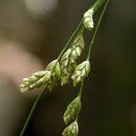 Attēlu rezultāti vaicājumam “Glyceria striata fruit”