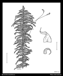 Attēlu rezultāti vaicājumam “Ptilium crista-castrensis sporophyte”