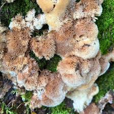 Attēlu rezultāti vaicājumam “Postia ptychogaster”