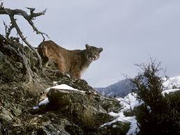 Image result for Craigavon Cougars