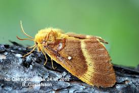 Attēlu rezultāti vaicājumam “Lasiocampa quercus imago”