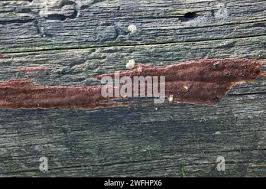 Attēlu rezultāti vaicājumam “Phellinus ferrugineofuscus”