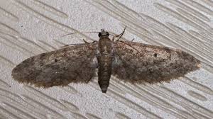 Attēlu rezultāti vaicājumam “Eupithecia sinuosaria”