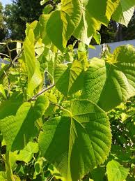 Attēlu rezultāti vaicājumam “Tilia x moltkei”