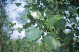 Attēlu rezultāti vaicājumam “Populus x canadensis leaf”