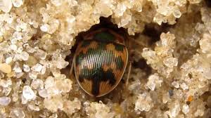 Attēlu rezultāti vaicājumam “Omophron limbatum”