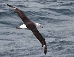 Image result for Thalassarche melanophris