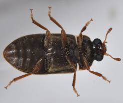 Attēlu rezultāti vaicājumam “Byturus ochraceus”