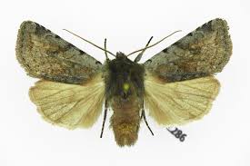 Attēlu rezultāti vaicājumam “Cerastis rubricosa”