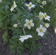 Attēlu rezultāti vaicājumam “Anemone sylvestris fruit”