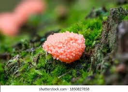 Attēlu rezultāti vaicājumam “Tubifera ferruginosa (subsp. ferruginosa) sessile”