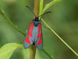 Attēlu rezultāti vaicājumam “Zygaena minos”