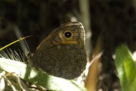 Attēlu rezultāti vaicājumam “Lasiommata petropolitana”