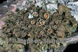 Attēlu rezultāti vaicājumam “Melanohalea olivacea”