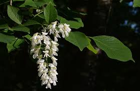 Attēlu rezultāti vaicājumam “Cladrastis kentukea leaf”