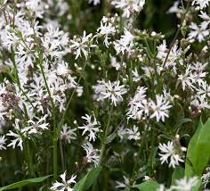 Attēlu rezultāti vaicājumam “Lychnis flos-cuculi fruit”