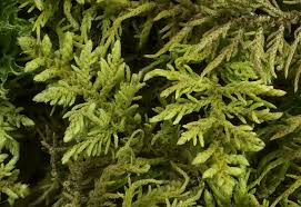 Attēlu rezultāti vaicājumam “Thuidium recognitum”