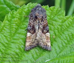 Attēlu rezultāti vaicājumam “Euplexia lucipara”