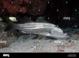 Image result for Centropomus undecimalis