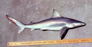 Image result for Carcharhinus plumbeus