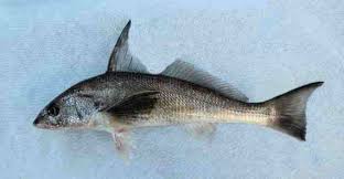 Image result for Menticirrhus americanus