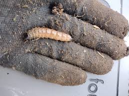 Attēlu rezultāti vaicājumam “Clitellaria ephippium”