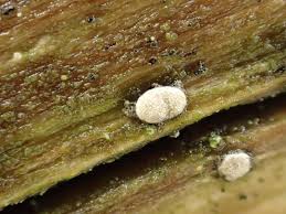 Attēlu rezultāti vaicājumam “Propolis farinosa”