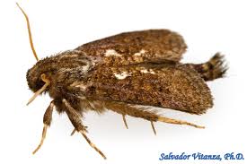 Attēlu rezultāti vaicājumam “Tineidae”