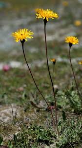Attēlu rezultāti vaicājumam “Leontodon hispidus fruit”
