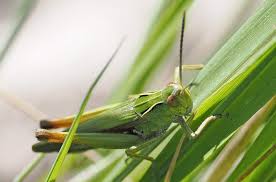 Attēlu rezultāti vaicājumam “Omocestus viridulus”