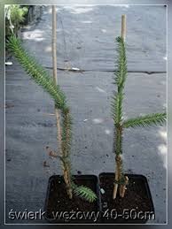 Attēlu rezultāti vaicājumam “Picea abies fo. virgata”