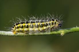 Attēlu rezultāti vaicājumam “Zygaena lonicerae larva”